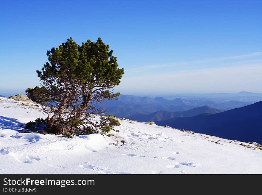 Mountain Tree