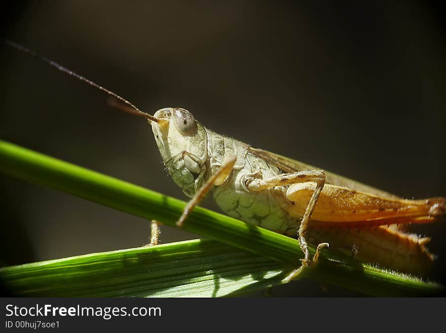 Grasshopper