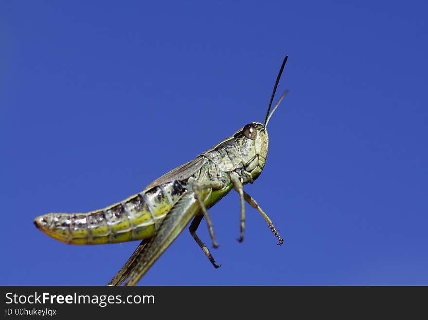 Jumping grasshopper on a background of the sky