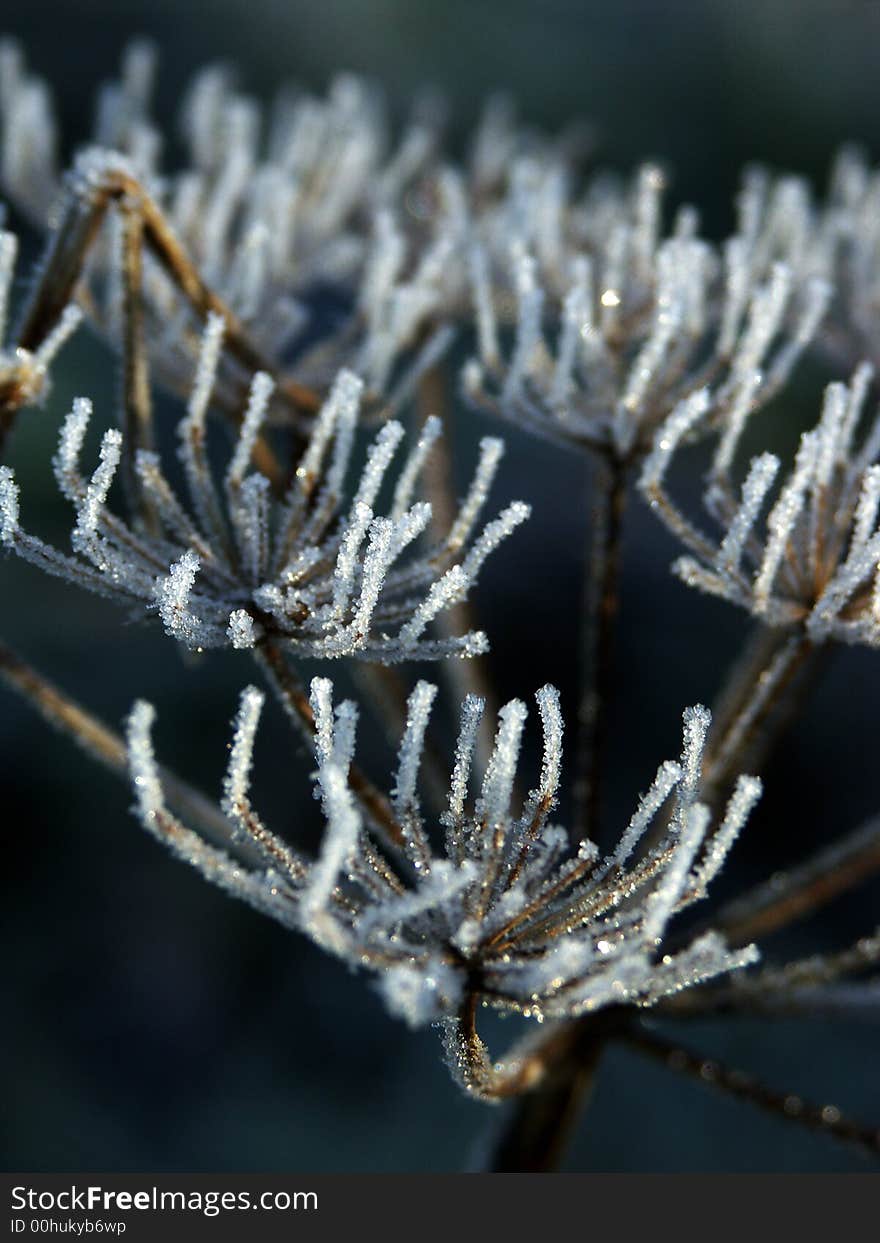 Frost