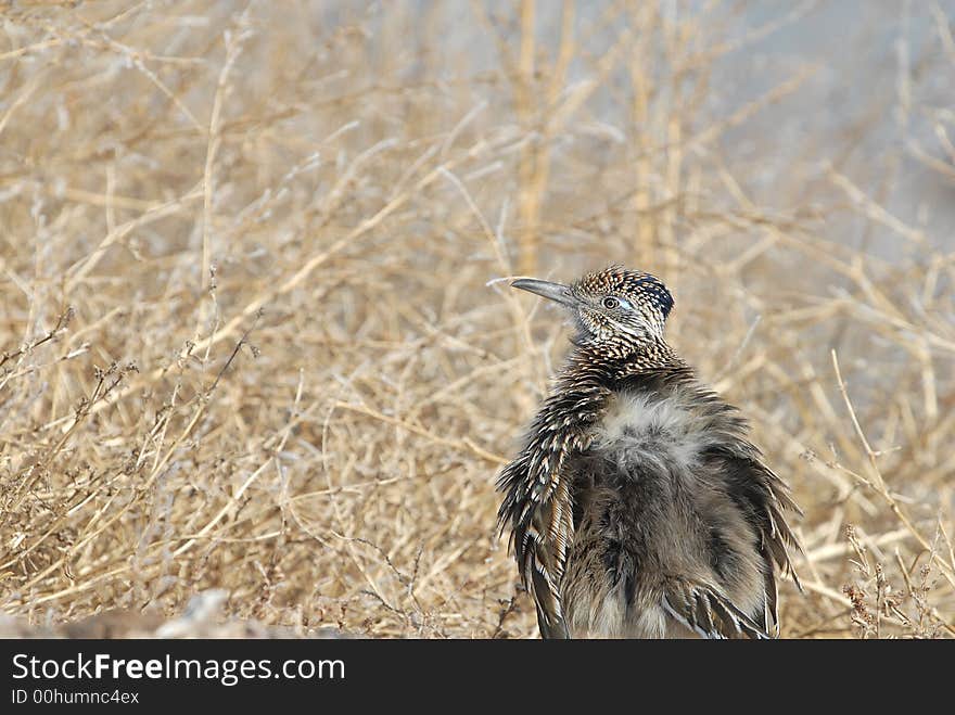 The roadrunner turns it's back to the sun and warms it's back in the winter. The roadrunner turns it's back to the sun and warms it's back in the winter.