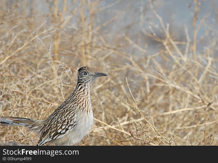 A roadrunner bird from southern New Mexico.