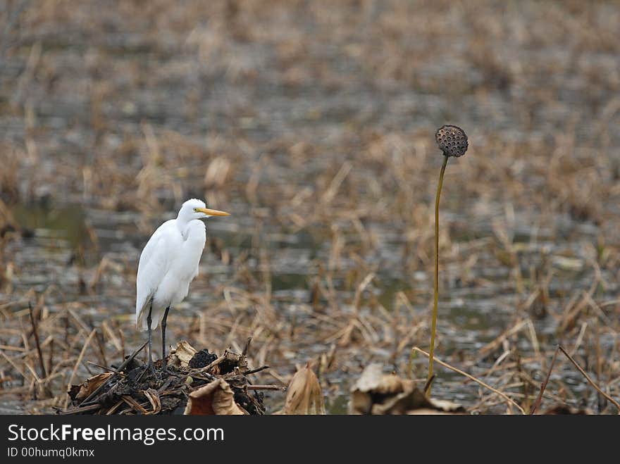 A white egret stands in a dried up wetland.