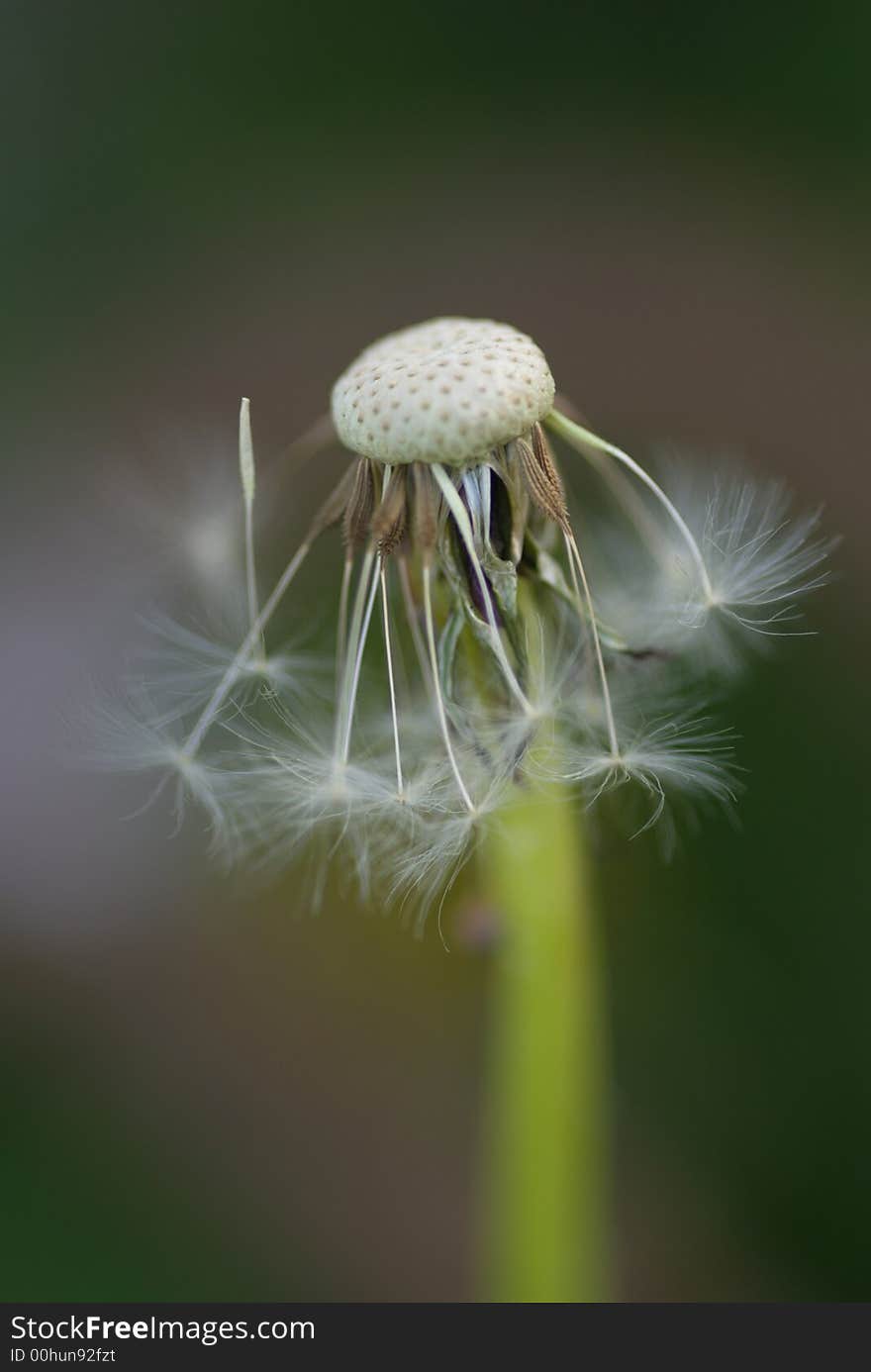 Macro of dandelion seeds falling