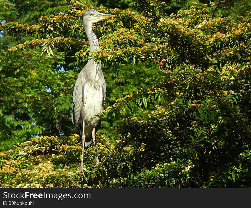 The heron