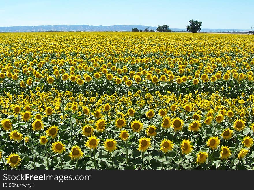 California Sunflower Field