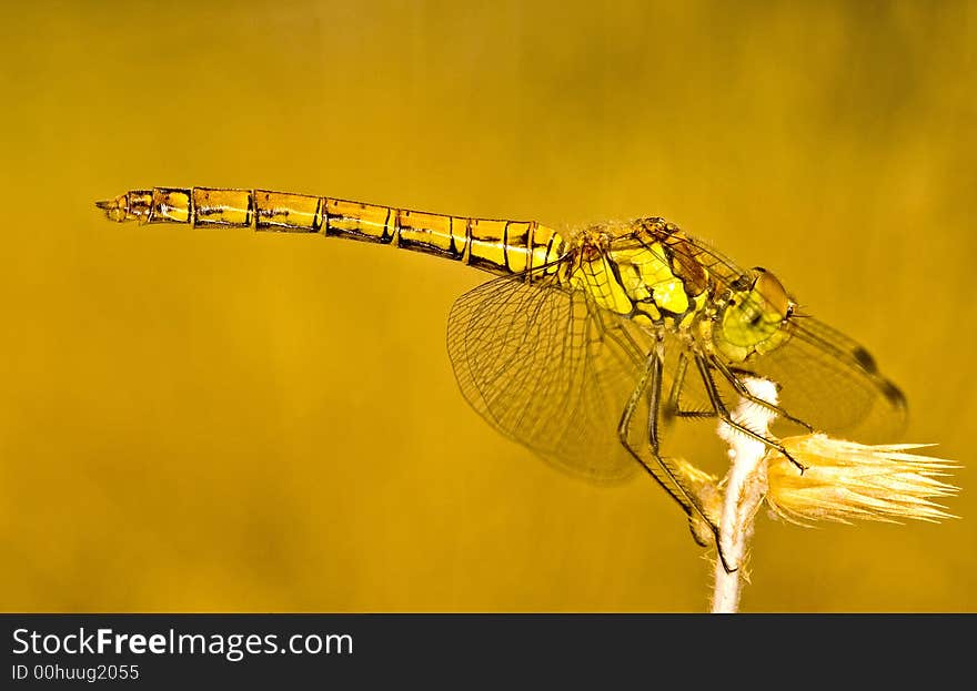 Close up on dragonfly in the field