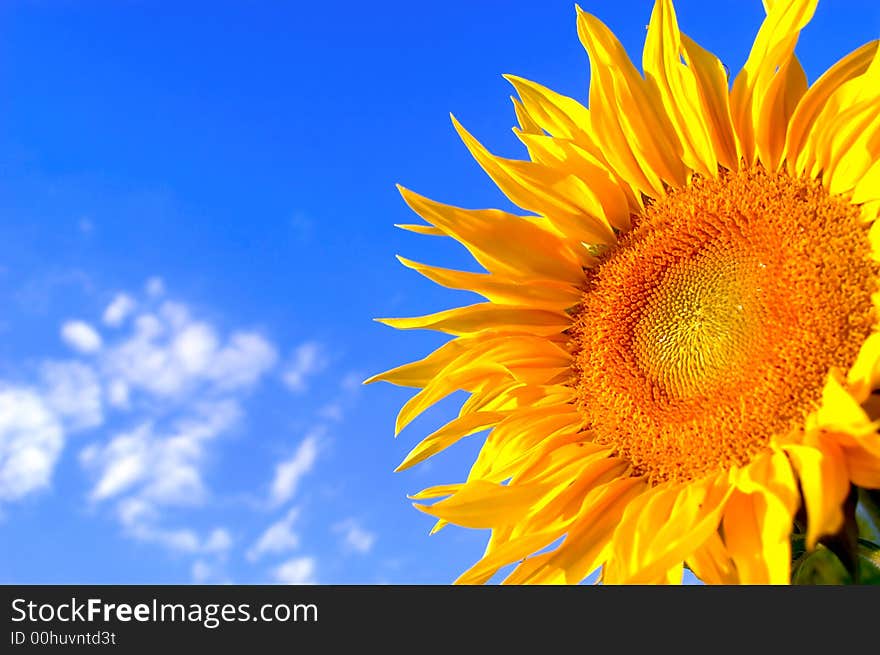 An image of sunflower on background of sky