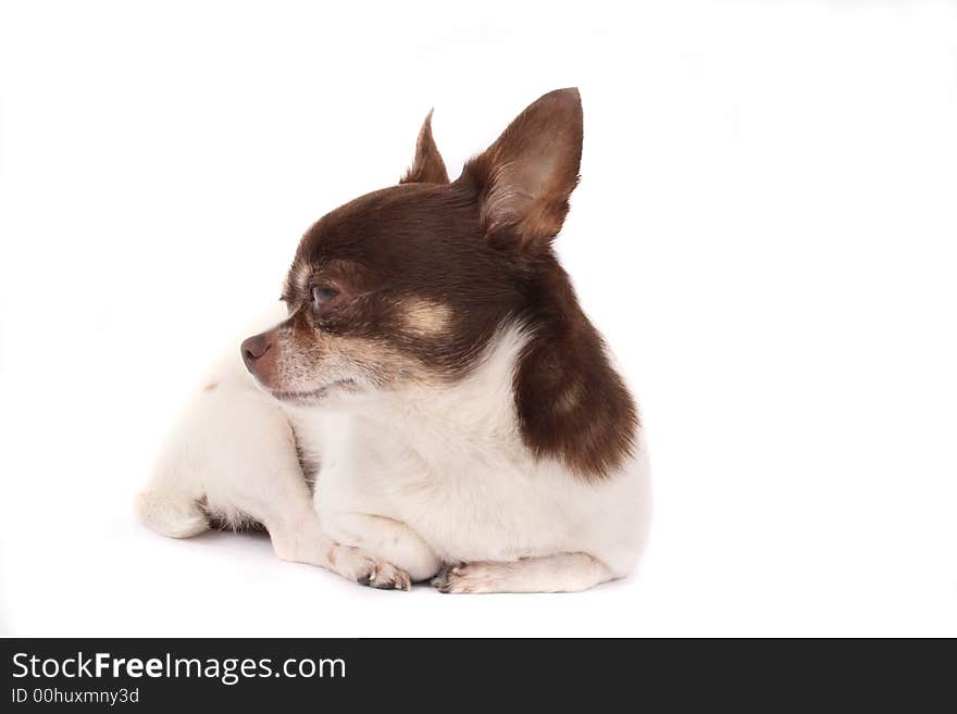 Short hair chihuahua on the white background