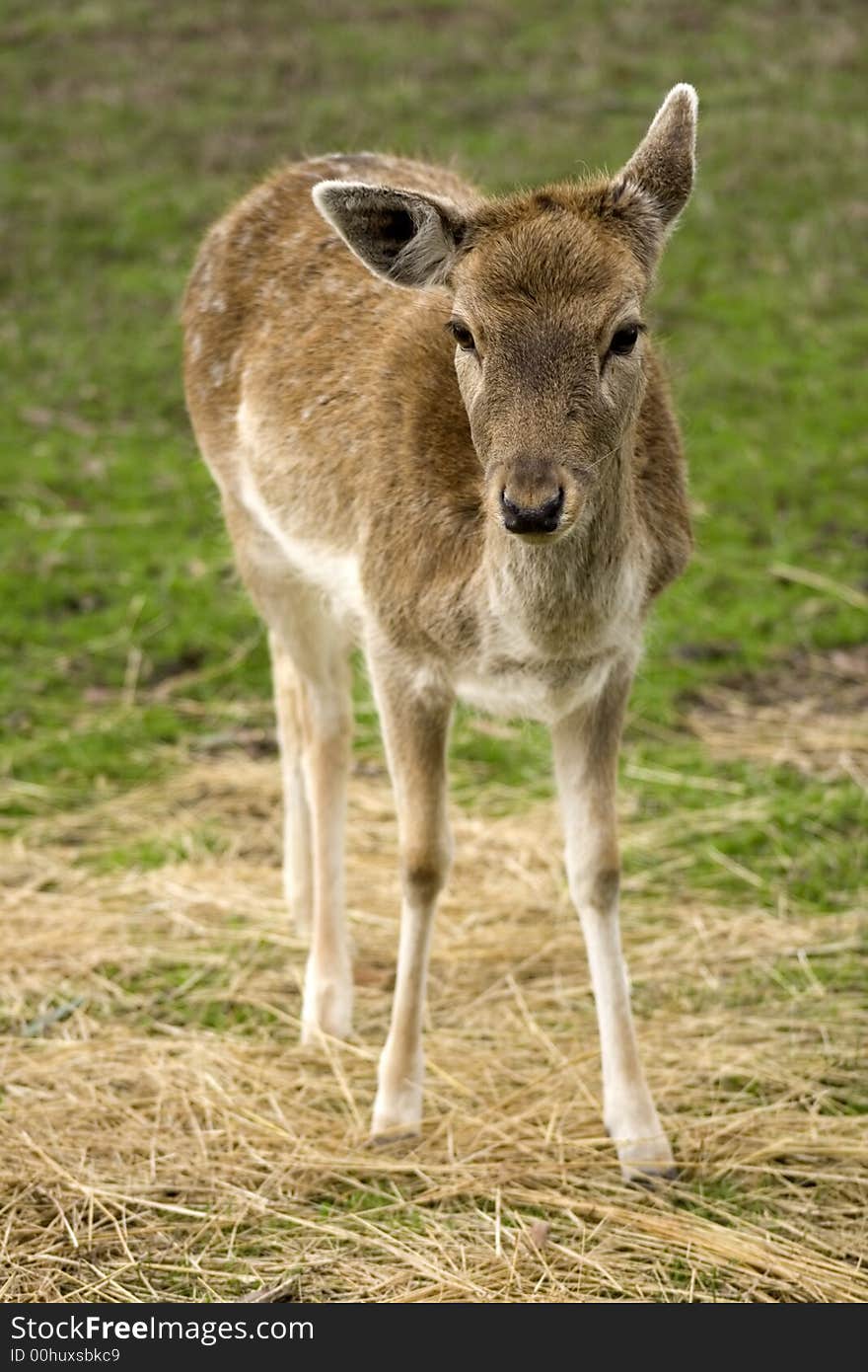 Whitetail fawn