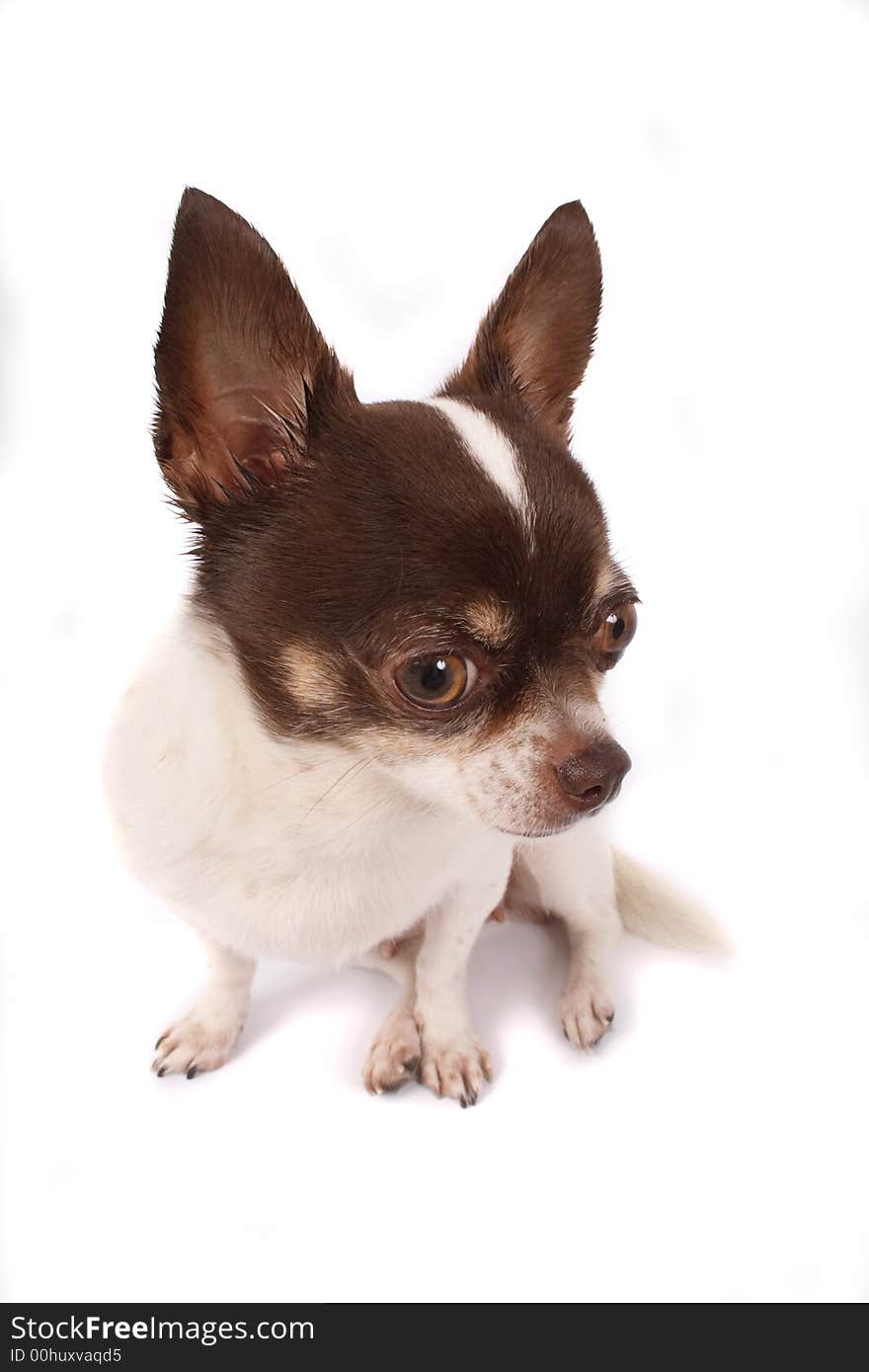 Short hair chihuahua on the white background