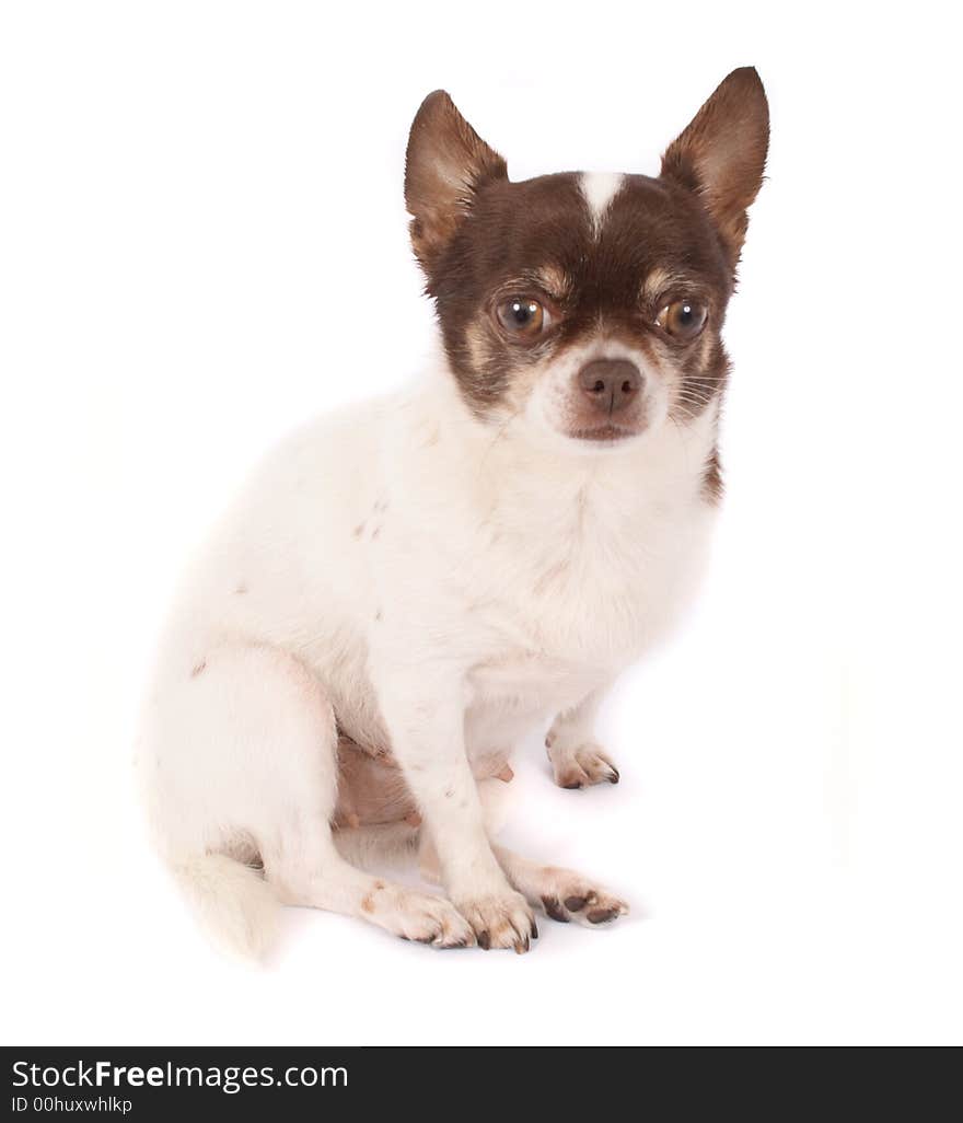 Short hair chihuahua on the white background