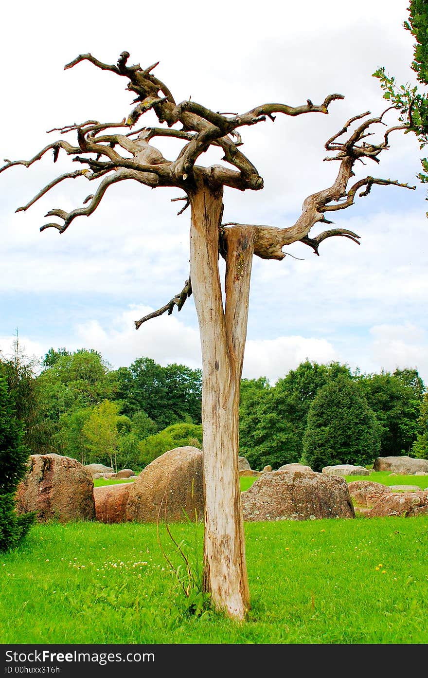 Graceful lonely dry tree standing in the park. Graceful lonely dry tree standing in the park.