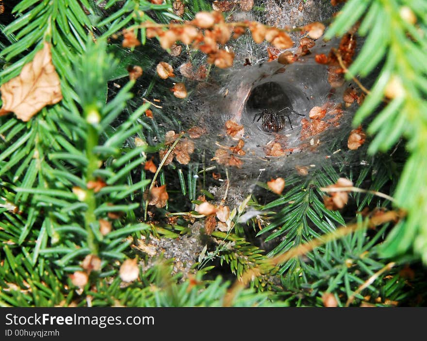 SpiderÂ´s Nest