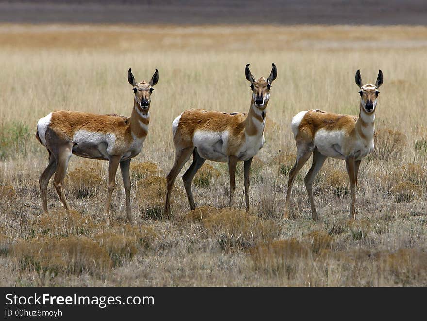 Antelope All Together Now