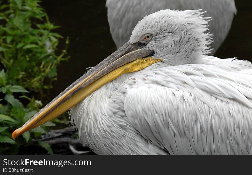 Pelican