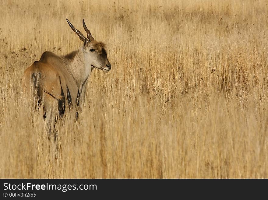 Eland,antelope