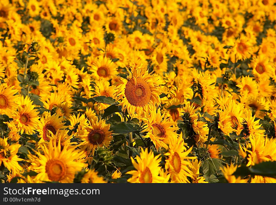 An image of yellow field of sunflowers. An image of yellow field of sunflowers