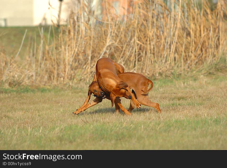 Rhodesian ridgebacks playing