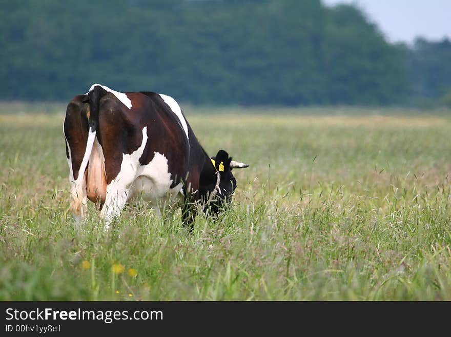 Grazing cow