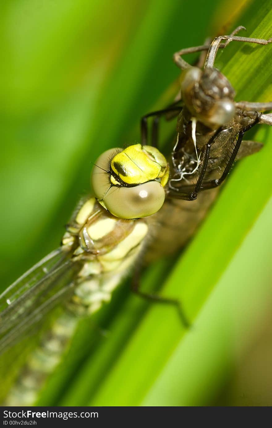 Green dragonfly and nymph