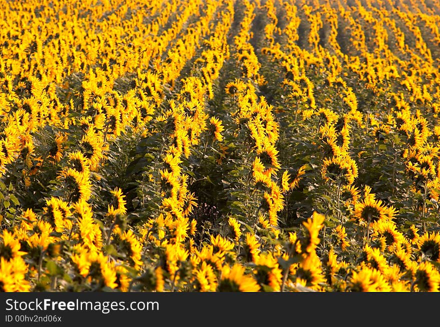 An image of yellow field of sunflowers. An image of yellow field of sunflowers