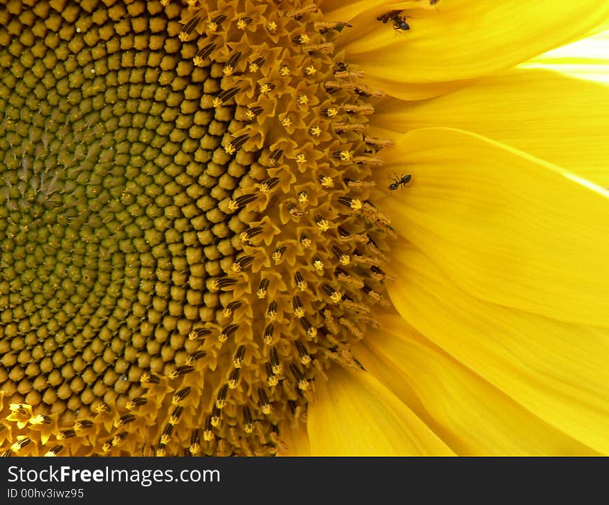 Sunflower Close Up