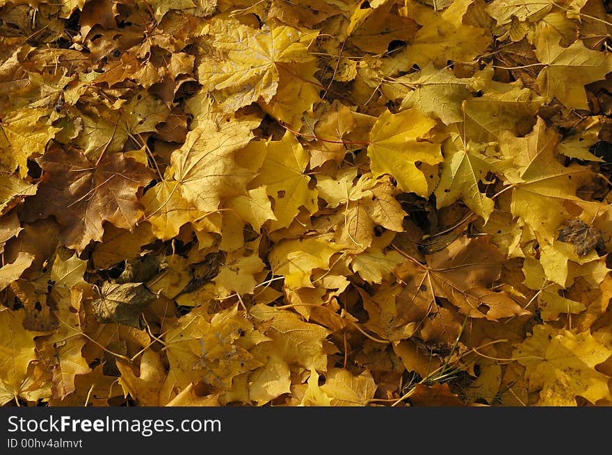 Yellow Leaves Of A Maple