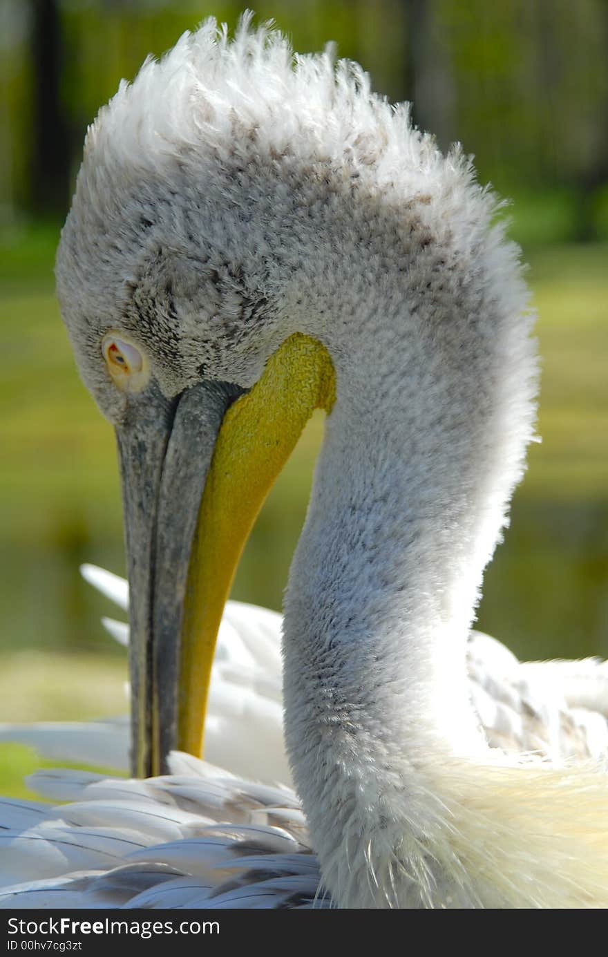 Close-up from a young Pelican