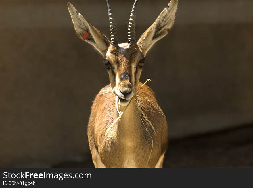 A baby  buck  portrait eating his food. A baby  buck  portrait eating his food