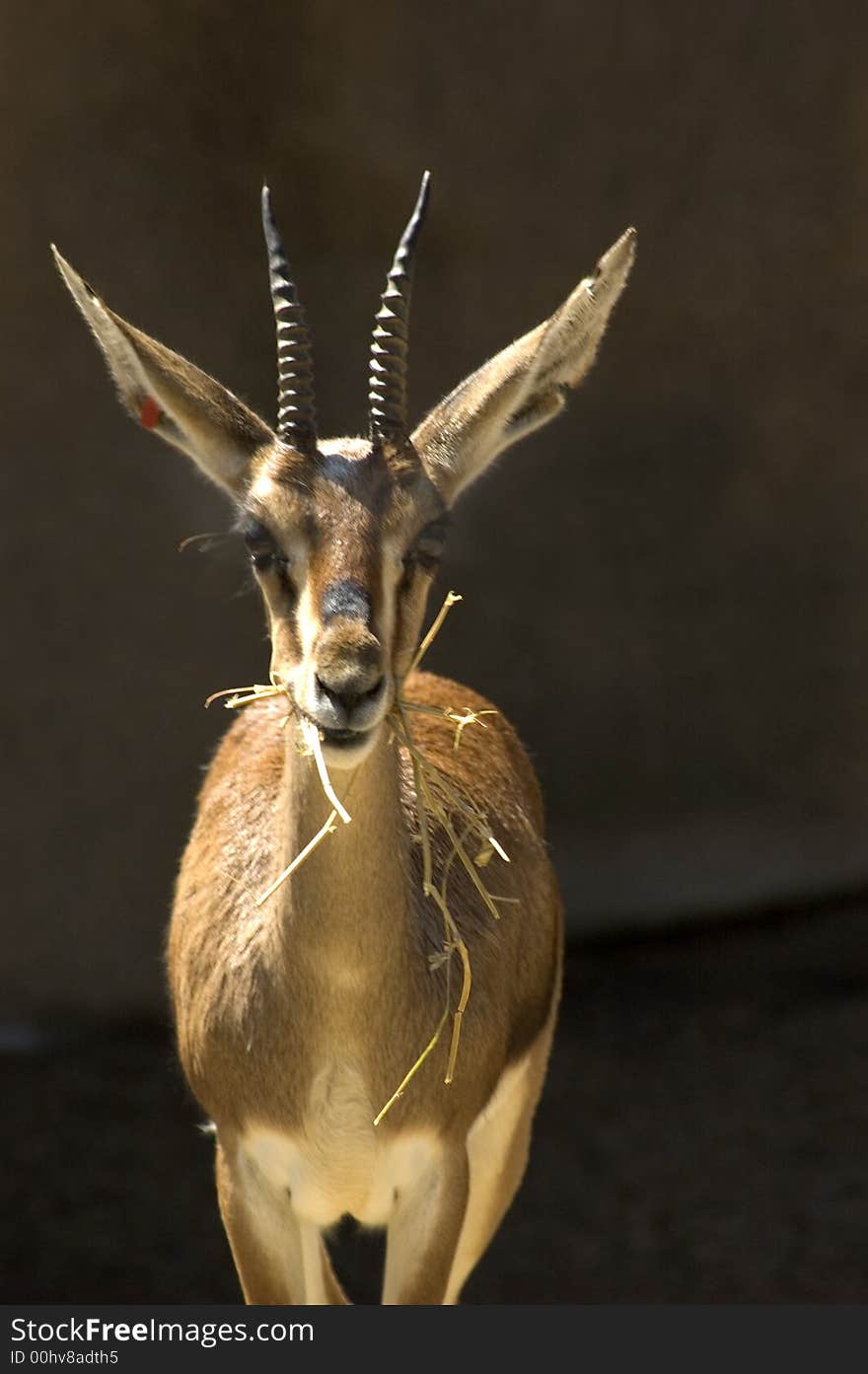 A baby  buck  portrait eating his food. A baby  buck  portrait eating his food