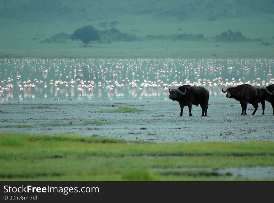 A group of african buffalos in the lake of Ngoro Ngoro Park, full of flamingos. A group of african buffalos in the lake of Ngoro Ngoro Park, full of flamingos