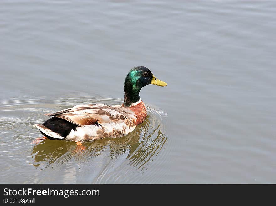 Mallard Swimming