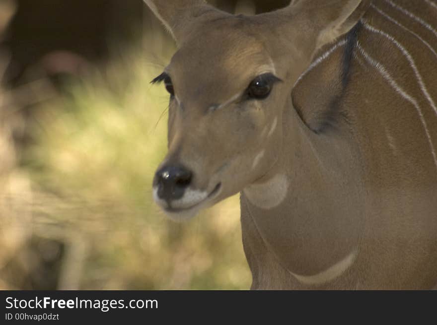 Baby Buck , dear