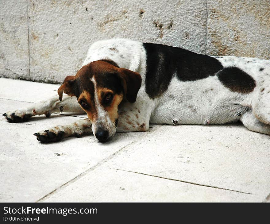 Dogs siesta in Budva town. Dogs siesta in Budva town