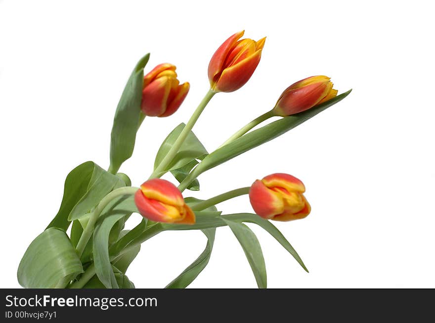 Tulips