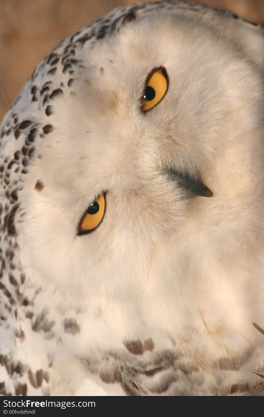 White owl