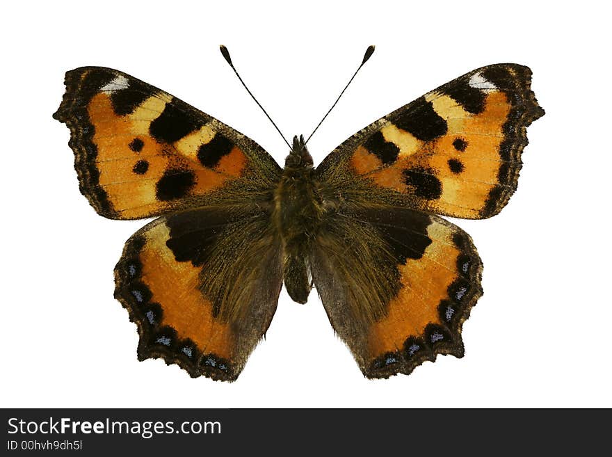 Aglais urticae (butterfly)