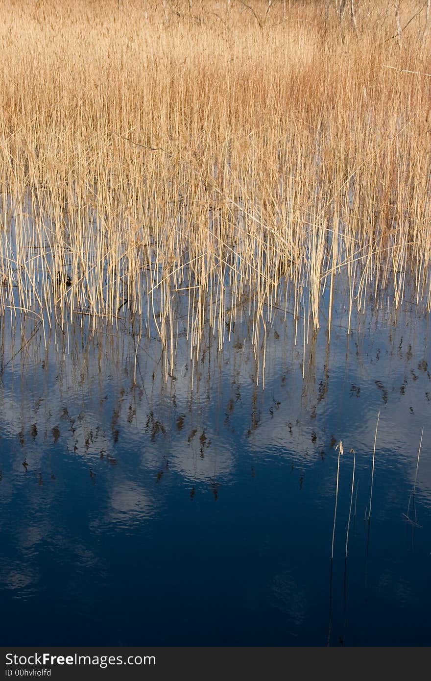 Sedge and blue sky reflection in lake. Sedge and blue sky reflection in lake