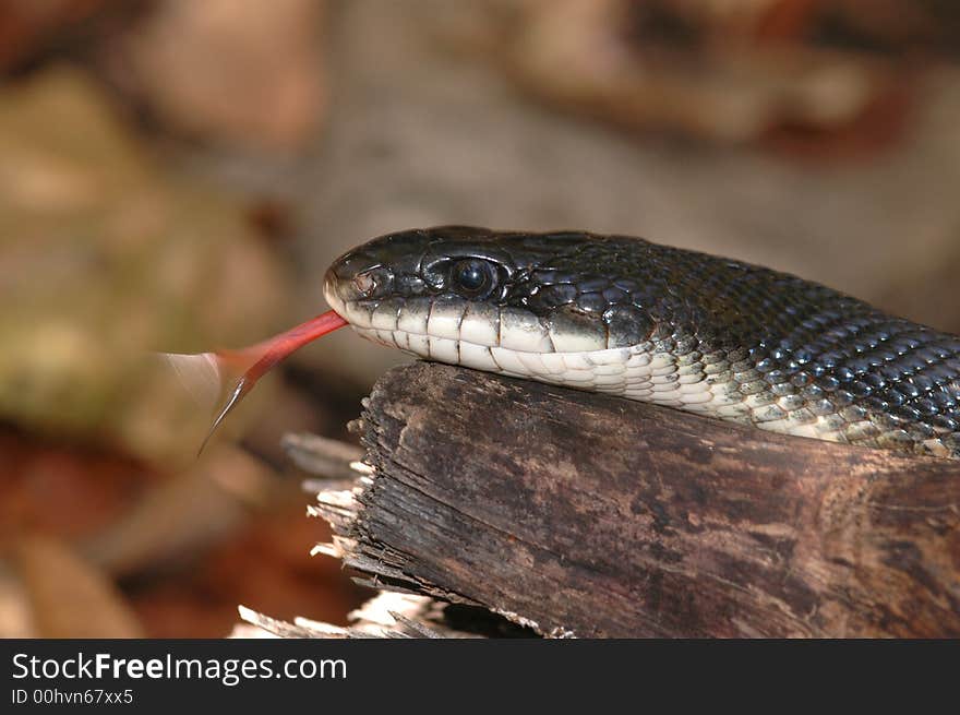 Portrait of a large black rat snake flicking it's tongue. Portrait of a large black rat snake flicking it's tongue.