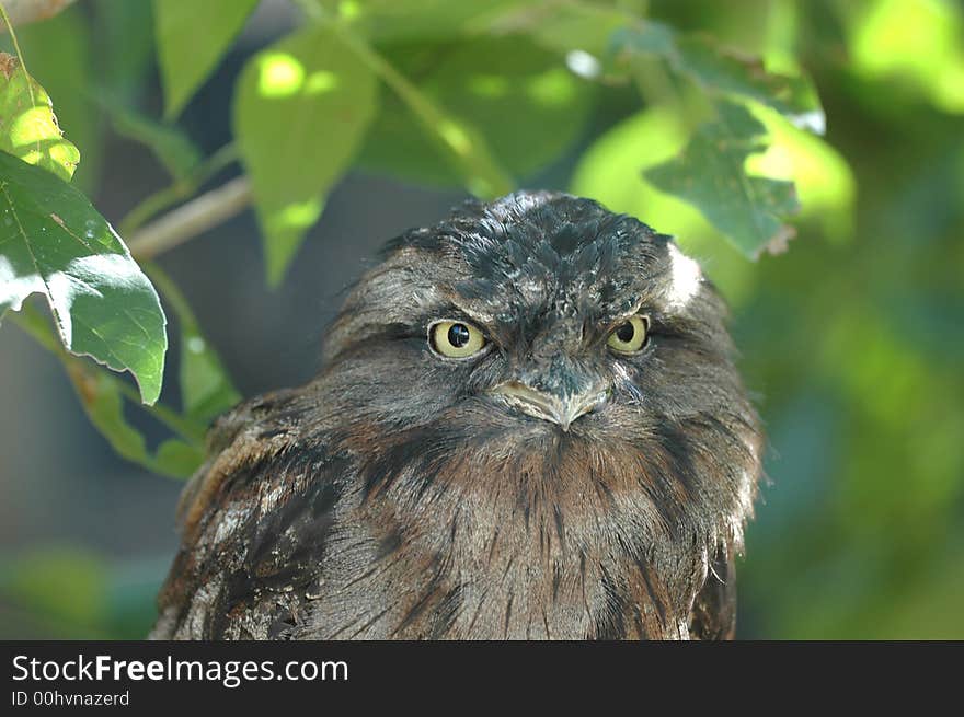 A tawny frogmouth from Australia seen during daylight. A tawny frogmouth from Australia seen during daylight.