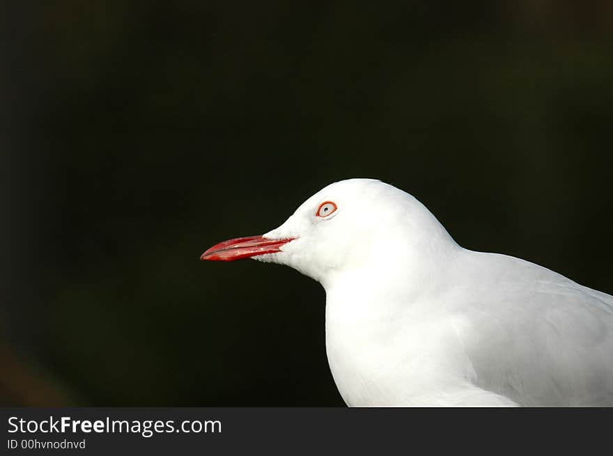 A seagull turns it's head upward into the darkness. A seagull turns it's head upward into the darkness.