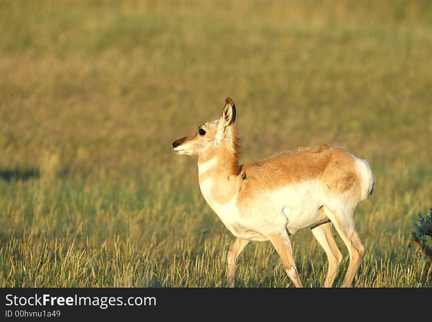 The pronghorn is the only surviving member of the family Antilocapridae. The pronghorn is the only surviving member of the family Antilocapridae.