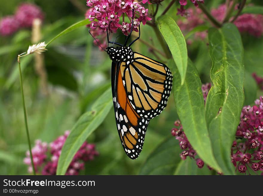 Monarch Butterfly resting upside down on a flower