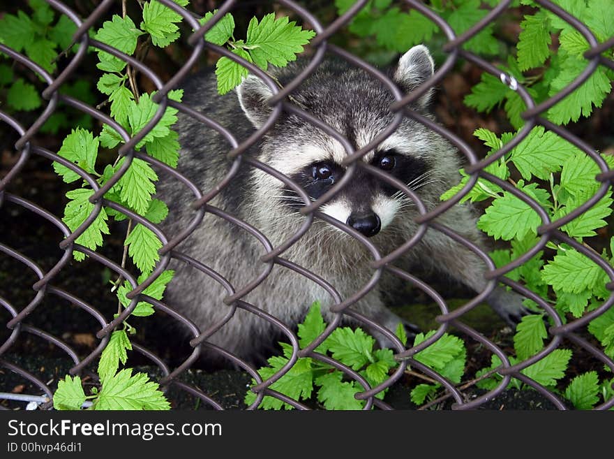 Medium size raccoon begging for food from behind a fence. Medium size raccoon begging for food from behind a fence