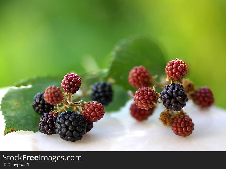 Wild blackberries  in the fields of the region alentejo, Portugal.