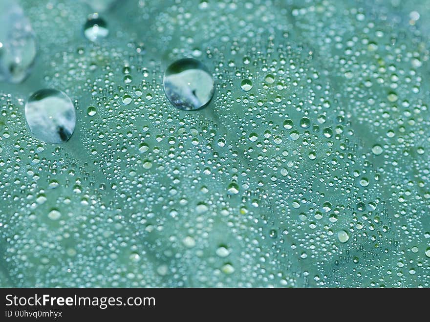 Drops of water on leaf