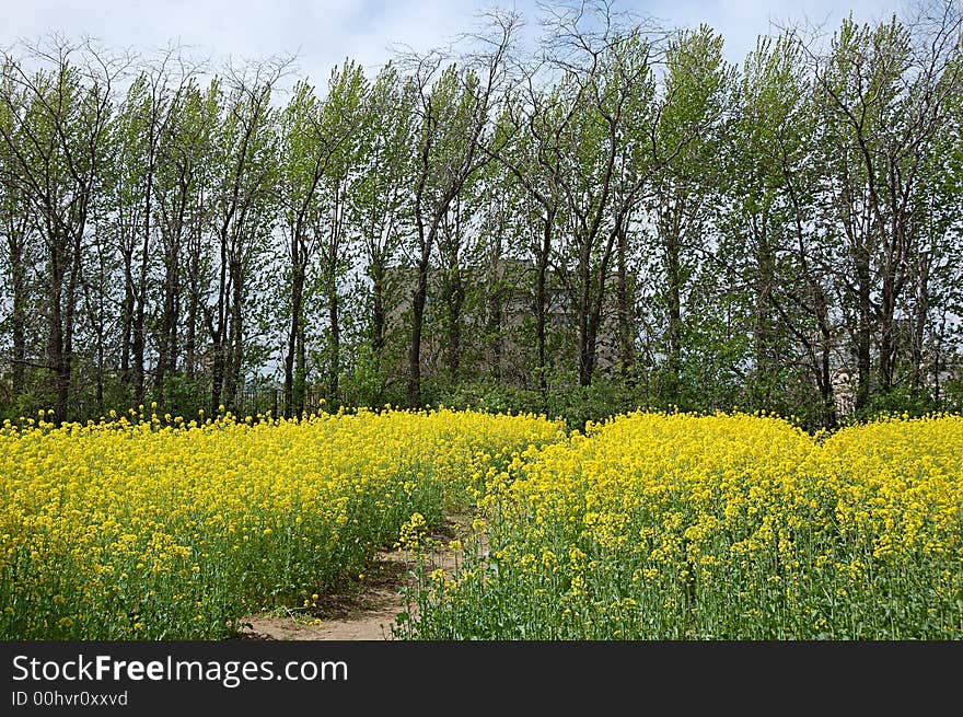 Yellow Garden