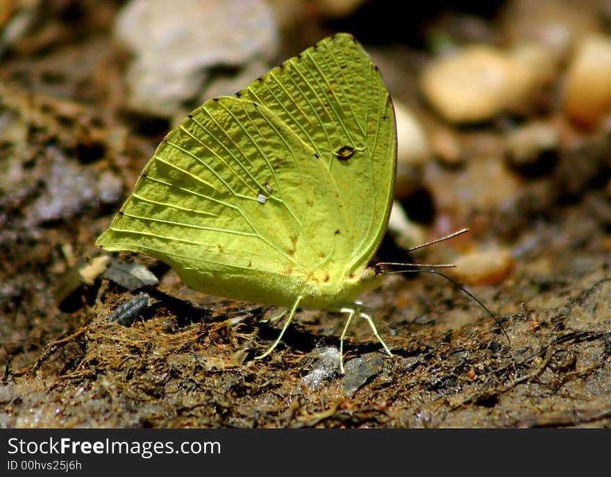 Yellow Butterfly