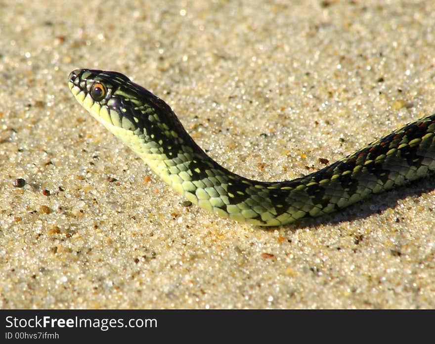 Snake (liophis Anomalus)